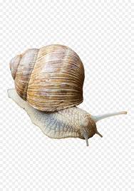 Pond Cartoon Png Download 887 1280 Free Transparent Pond Snails Png Download Cleanpng Kisspng Pond snail robber média 4.9 / 5 de 384. clean png