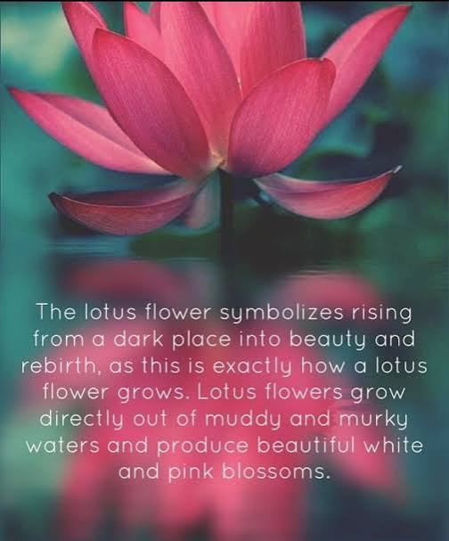 Let's talk about Lotus, the flower Who says nature does not teach us? I have learnt from nature, read on..... The story of Lotus The muddy angel The lake is sleepy and