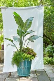 Giant Bird Of Paradise In Pots The Giant Leaves Of Bird Of Paradise Resemble A Banana Leaf But The Plant Is Much More Drought Tolerant For Textural An Plants Tropical Garden Colorful Plants