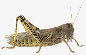 We did not find results for: Brown Grasshopper Grasshopper Cricket Transparent Png 1024x576 Free Download On Nicepng