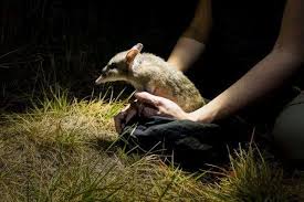 Schau dir angebote von holes bei ebay an. Bandicoot Digs The Little Marsupial Burrows That Keep Australia S Soil Healthy