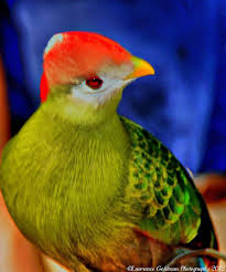 Birds Of The Same Feather Flock Together Meaning In Tagalog Angola The Red Crested Turaco Tauraco Erythrolophus Is A Turaco A Group Of African Near Passerines It Is A South African Birds Beautiful Birds Pet Birds
