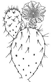 Cactus is a species of plant with good vigor in harsh climates, but in this tutorial you will have a fresh and cute view of the cactus. The Fantastic Clan The Cactus Family