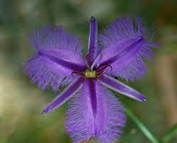 Case Histories Bush Fuchsia Fringed Violet Australian Bush Flower Essence Society