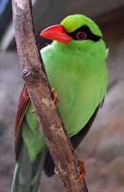 Javan Green Magpie Cissa Thalassina By Paleomatt Endangered Animals Beautiful Birds Animals Beautiful