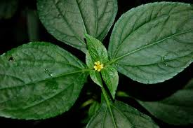 Image result for Synedrella nodiflora