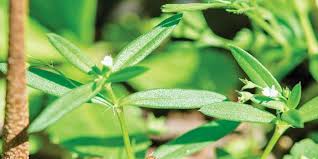 Aku bahagia! tukasku jelas berbohong. Manfaat Rumput Mutiara Yang Menakjubkan Bisa Untuk Obat Anti Kanker Ringtimes Banyuwangi