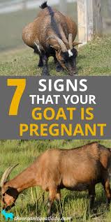 How To Tell If A Goat Is Pregnant 7 Signs The Organic Goat Lady In 2020 Boer Goats Raising Goats Goat Farming