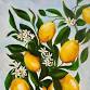 Limoncello at Braddon event image