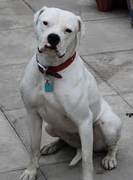 Pedigree database american bulldog » johnson's sallyanne 2. Pin On American Bulldogs