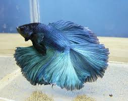 Shiny Beta At Fish Exhibition Betta Fish Betta Fish