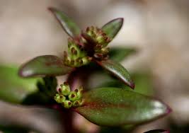 Image result for Faroa