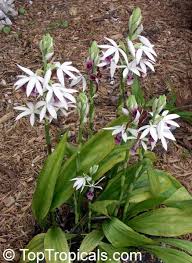 Image result for Phaius