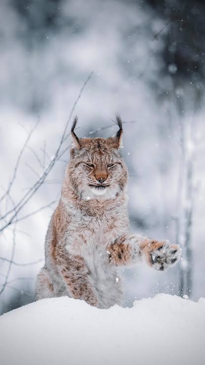 Eurasian lynx in winter habitat