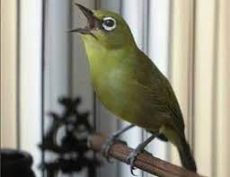 Pleci dakun maput (mata putih) pleci dakun macok (mata coklat) harga burung pleci dakun sangatlah variatif. Bird Species Pleci In Indonesia Steemit