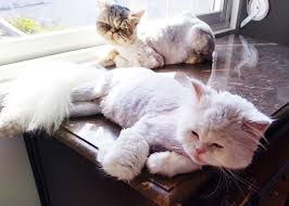 How low can you go? Hot Weather How To Cool Cats Down In The Summer Indoors Outdoors