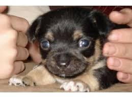 * mixed refers to the gender/sex of the puppies. Chihuahua Puppies In Michigan