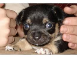 They have been family raised and they have very friendly personalities. Chihuahua Puppies In Michigan