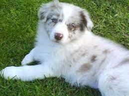 My Chocolate Merle Border Collie Linq At 8 Weeks Old Collie Puppies Cute Animals Collie Dog