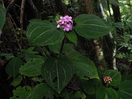 Image result for Cincinnobotrys