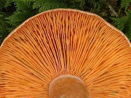 Image result for Lactarius mutabilis