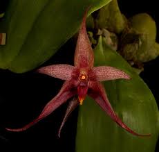 Image result for Rhabdophyllum