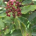 Image result for Galpinia transvaalica