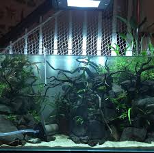 Pin On Aquarium