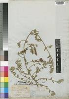 Image result for Ipomoea crassipes