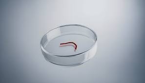 Worm-like soft microrobot powered by blood: rewriting the ...