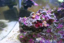 Polyps Reef Aquarium Polyp Reef
