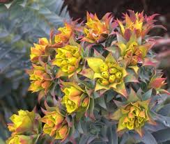 Jim Archibald Seed Collector Gardendrum Euphorbia Seeds Plants