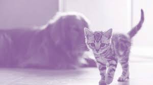Altering your cat removes the ability to reproduce and helps ensure a longer, healthier life. Spay Neuter Services Finger Lakes Spca Of Cny
