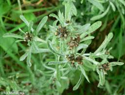 Image result for Gnaphalium unionis