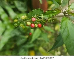 Image result for Petiveriaceae