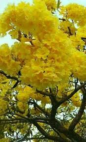 Please check other species of the genus and distribution of the plants in your area, when use this gallery to id your flowering tree. Pin By Diana Espinosa On Onze Aarde Bos Bomen Flowering Trees Yellow Flowers Amazing Flowers