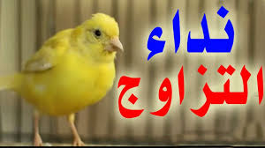 pin on birds