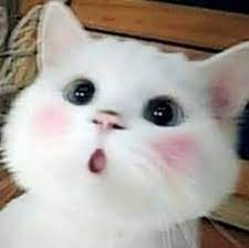 Cute Cats Pretty Cats Cute A Place For Really Cute Pictures And Videos Animals Animal Cats Cat Pet Pets Cute Cat Memes Cute Cats Cute Baby Cats