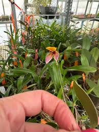 Image result for Bulbophyllum saltatorium