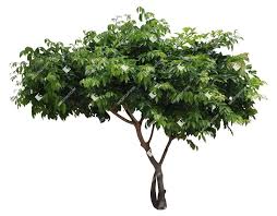 Image result for Clausena lansium