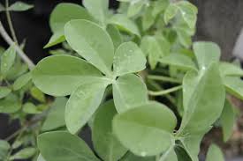 Image result for Adenia fruticosa