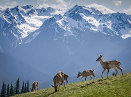 We have reviews of the best places to see in olympic national park. 11 Things You Didn T Know About Olympic National Park U S Department Of The Interior