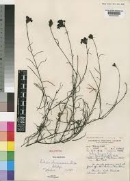 Image result for Buchnera chimanimaniensis