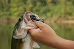 Basic Freshwater Baits- - Fish Boat