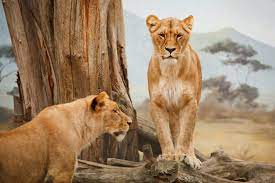 Write a review for los leone's. Mejores Lugares Para Ver Leones Animals Around The Globe