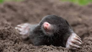 Maybe you would like to learn more about one of these? Lawn Moles How To Deal With Them