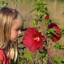 Image result for Hibiscus ludwigii