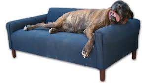 We did not find results for: Pet Couch Bed Ideas On Foter