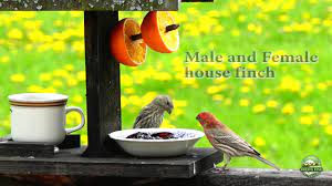 How to feed orioles grape jelly. Baltimore Oriole And Birds That Eat Grape Jelly And Oranges Youtube