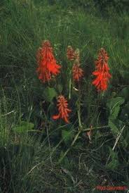 Image result for Erythrina zeyheri